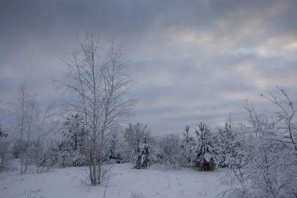 Zimowy Las Drzewa Śniegu Zdjęcia Natury Mroźny Poranek — Zdjęcie stockowe