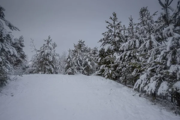 冬の森雪の中の木自然写真霜の朝 — ストック写真