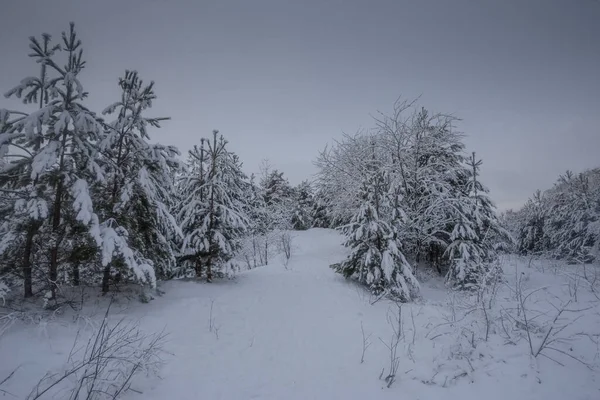 Kış ormanı, kardaki ağaçlar, doğa fotoğrafları, soğuk bir sabah.