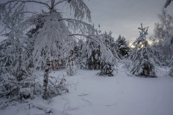 冬天的森林 雪地里的树木 大自然的照片 寒冷的早晨 — 图库照片