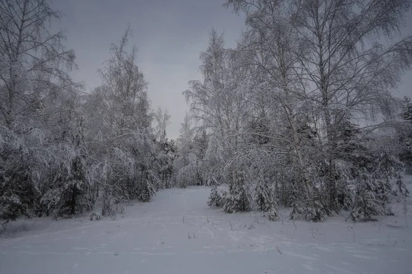 Kış ormanı, kardaki ağaçlar, doğa fotoğrafları, soğuk bir sabah.