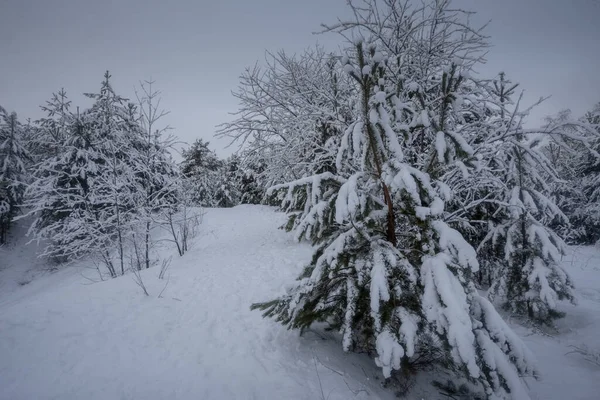 Kış ormanı, kardaki ağaçlar, doğa fotoğrafları, soğuk bir sabah.