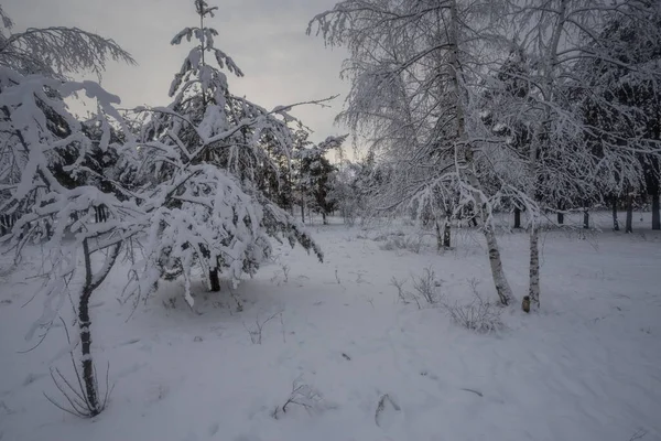 Kış ormanı, kardaki ağaçlar, doğa fotoğrafları, soğuk bir sabah.