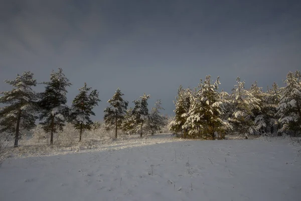 Kış Ormanı Kardaki Ağaçlar Doğa Fotoğrafları Soğuk Bir Sabah — Stok fotoğraf