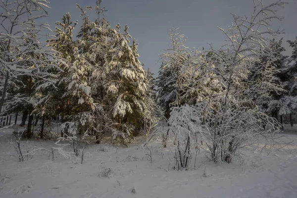 Floresta Inverno Árvores Neve Fotos Natureza Manhã Gelada — Fotografia de Stock