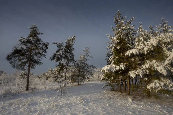 Winter Forest Trees Snow Nature Photos Frosty Morning — Stock Photo, Image