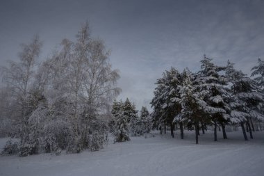 Kış ormanı, kardaki ağaçlar, doğa fotoğrafları, soğuk bir sabah.