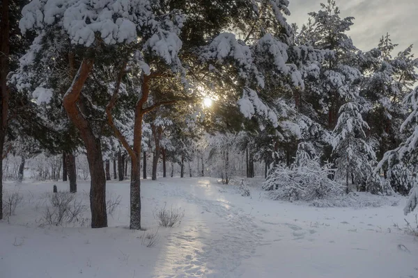 Kış ormanı, kardaki ağaçlar, doğa fotoğrafları, soğuk bir sabah.