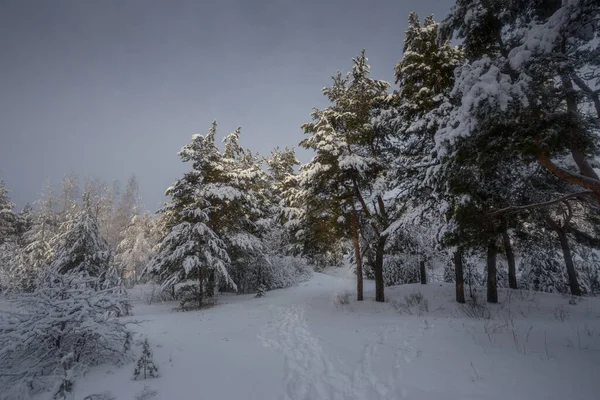 Bosque Invierno Árboles Nieve Fotos Naturaleza Mañana Helada — Foto de Stock