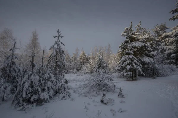 Зимний Лес Деревья Снегу Фотографии Природы Морозное Утро — стоковое фото