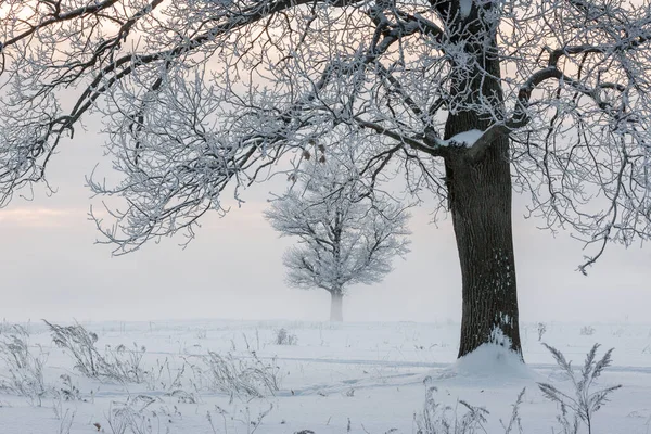Winter Landscape Frozen Trees Snowy View Beautiful Winter — Stock Photo, Image