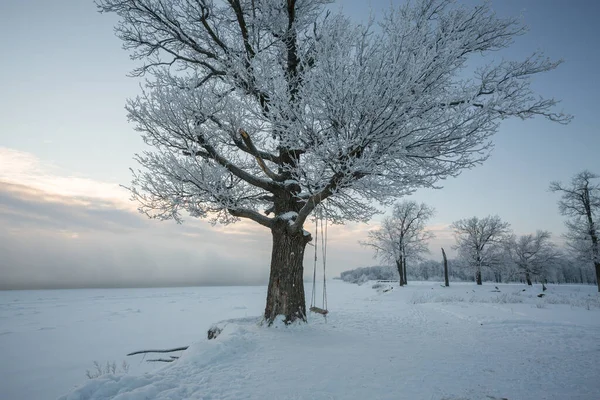 Winter Landscape Frozen Trees Snowy View Beautiful Winter — Stock Photo, Image