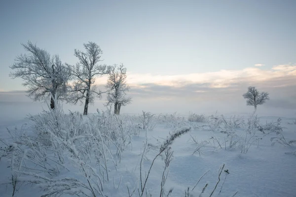 Winter Landscape Frozen Trees Snowy View Beautiful Winter — Stock Photo, Image