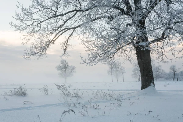 Winter Landscape Frozen Trees Snowy View Beautiful Winter — Stock Photo, Image