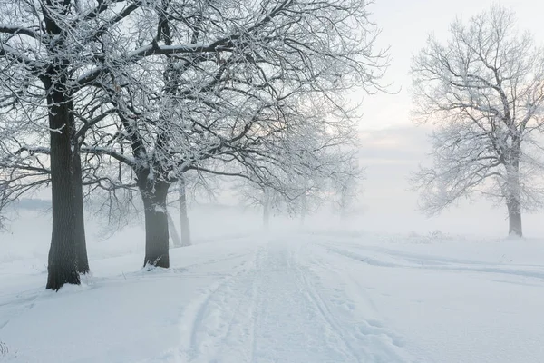 Winter Landscape Frozen Trees Snowy View Beautiful Winter — Stock Photo, Image