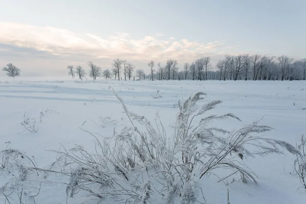 Winter Landscape Frozen Trees Snowy View Beautiful Winter — Stock Photo, Image