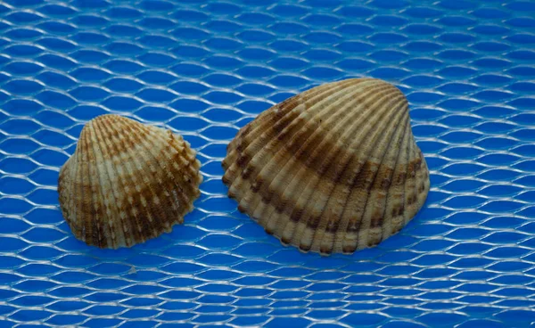 Big Seashell Blue Background — Stockfoto