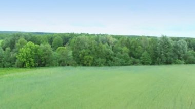 Orman ağaçları banliyösünde Havadan görünümü