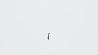 aşağı düşen uçak