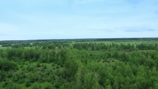 Volo sopra foresta di pini sobborghi, campi — Video Stock