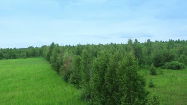 Vista aérea del bosque de pinos — Vídeos de Stock