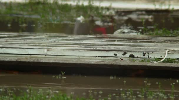 Legs passing by through water and dirt — Stock Video