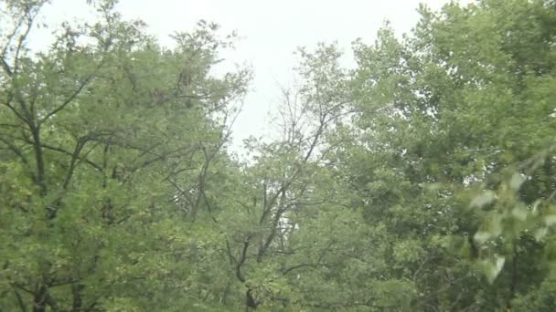 여름 스노우보드 비행 남자 공중, 나무 배경 — 비디오