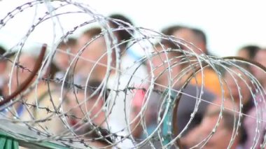 Champ de maïs à la récolte