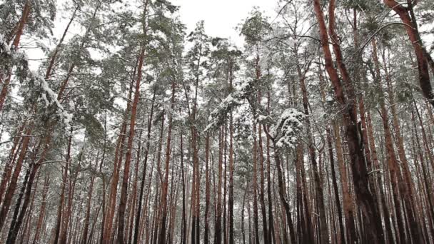 Parque de Inverno — Vídeo de Stock