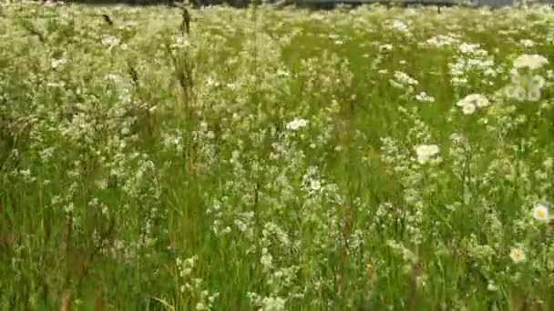 Achtergrond van een veld bloemen — Stockvideo
