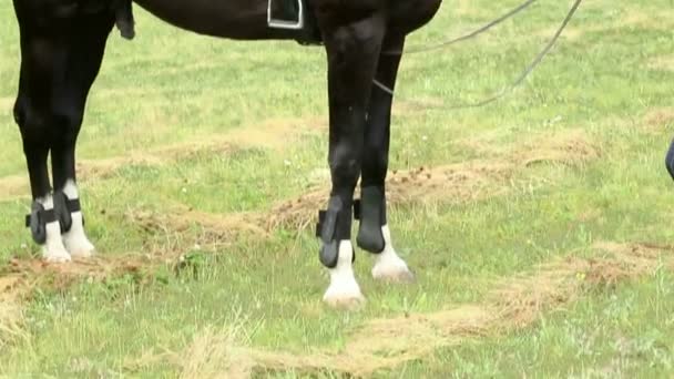 Een paard macht voertuig met zadel — Stockvideo