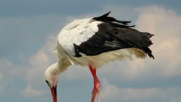 Walking stork — Stock Video