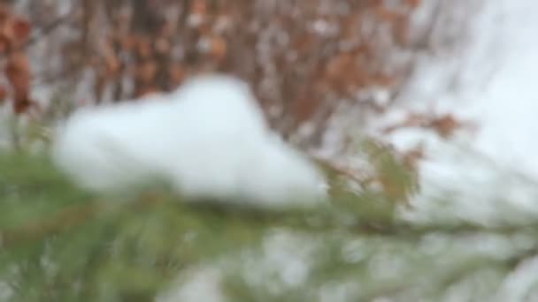 木の枝にスノーフレーク — ストック動画