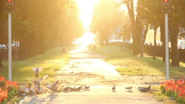 跳跃的男子 — 图库视频影像