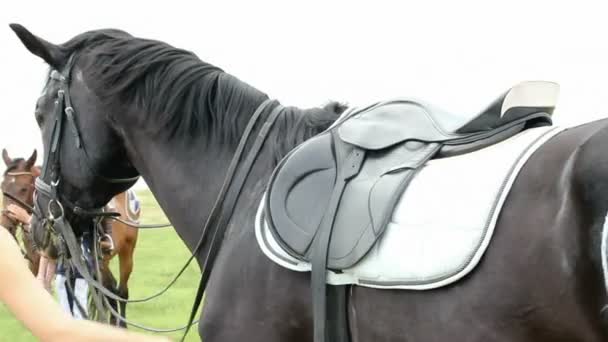 Caballo con silla de montar y logotipo de BMW — Vídeos de Stock