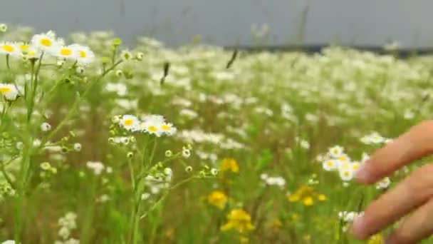 Fleurs de champ 