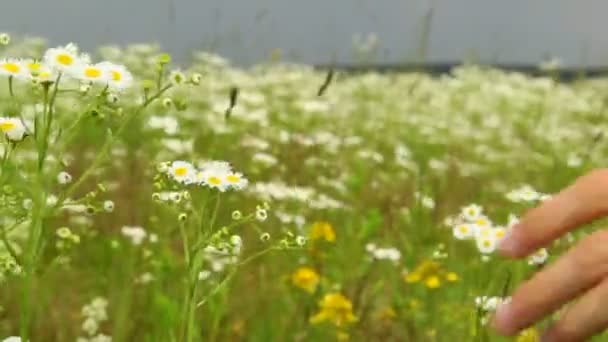 Veld bloemen — Stockvideo