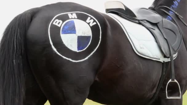 Häst med bmw logo på crupper — Stockvideo
