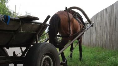 hayvan otlatma harnessed