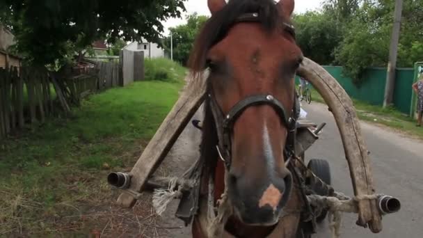 Cheval debout harnaché dans la campagne — Video