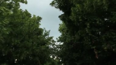 Yeşil ağaçların dalları Altgeçit