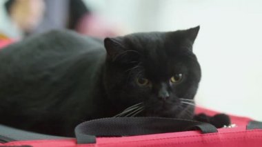 Kara kedi yalanlar