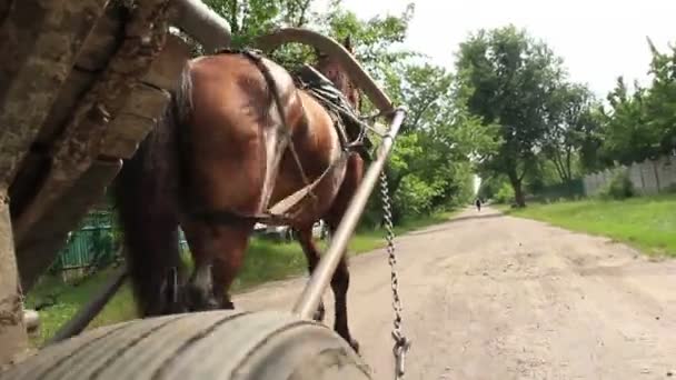 Harnessed horse carries wheel cart — Stock Footage Harnessed horse carries wheel cart Royalty Free Stock Footage