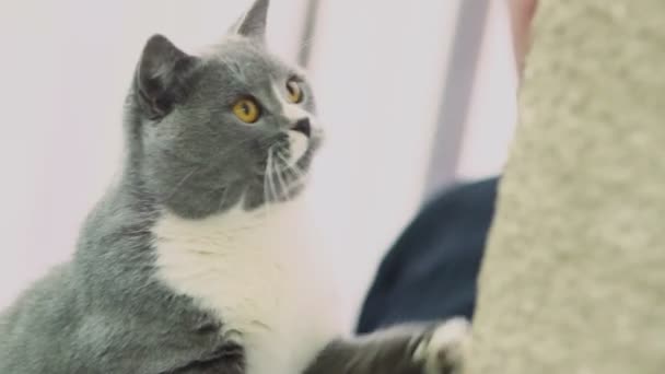 Gato cinzento jogando — Vídeo de Stock