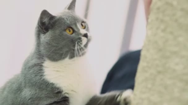 Gato gris jugando — Vídeos de Stock