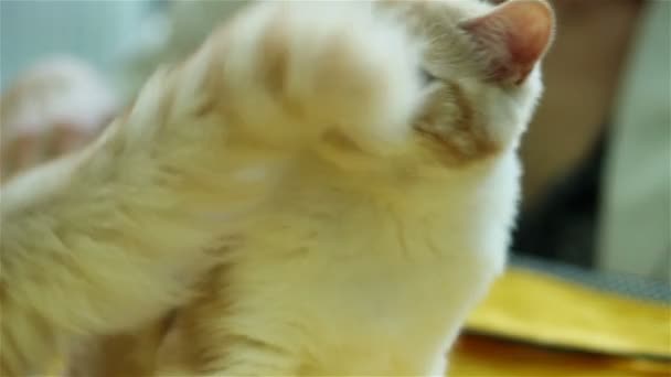 Funny kitten — Stock video