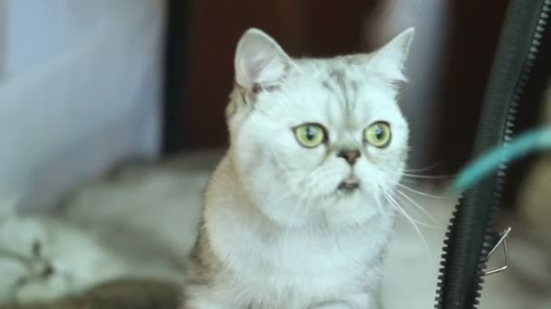 chaton