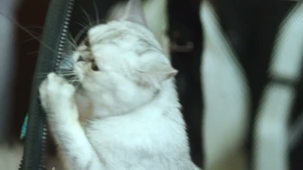 Tabby chaton 