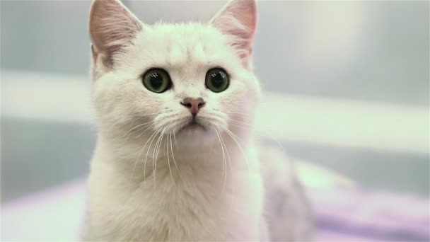 Gattino bianco — Video Stock
