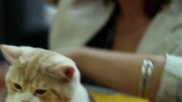 Кот-похлопыватель — стоковое видео